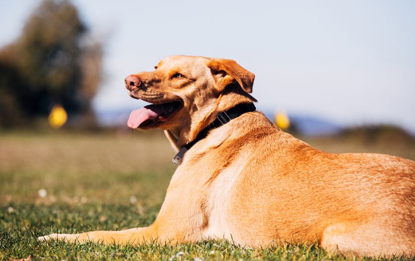 Dog collar guard discount