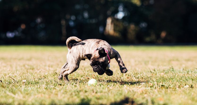 How Electric Dog Fences Work How Underground Dog Fences Work